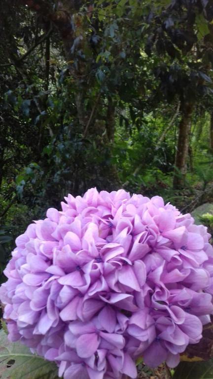 Pousada Toca Dos Tucanos Campos do Jordão Exterior foto